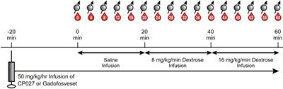 Imaging Beta-Cell Function in the Pancreas of Non-Human Primates Using a Zinc-Sensitive MRI Contrast Agent